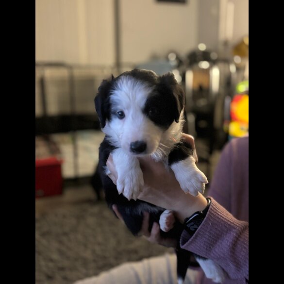 Border Collie - Both