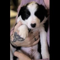 Border Collie - Both