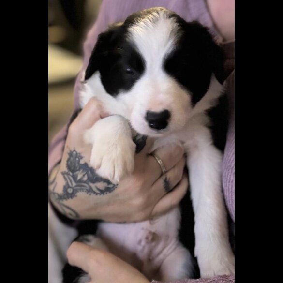 Border Collie - Both