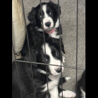 Border Collie - Both