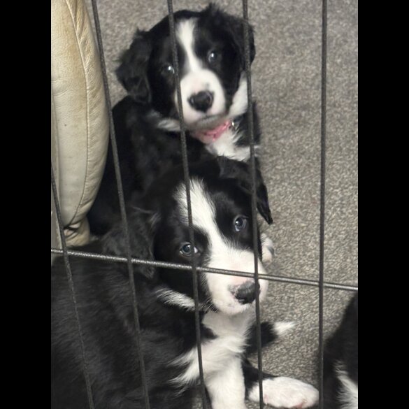 Border Collie - Both