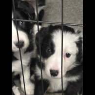 Border Collie - Both