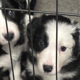Border Collie - Both