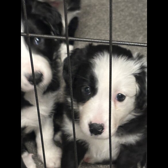 Border Collie - Both
