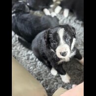 Border Collie - Both