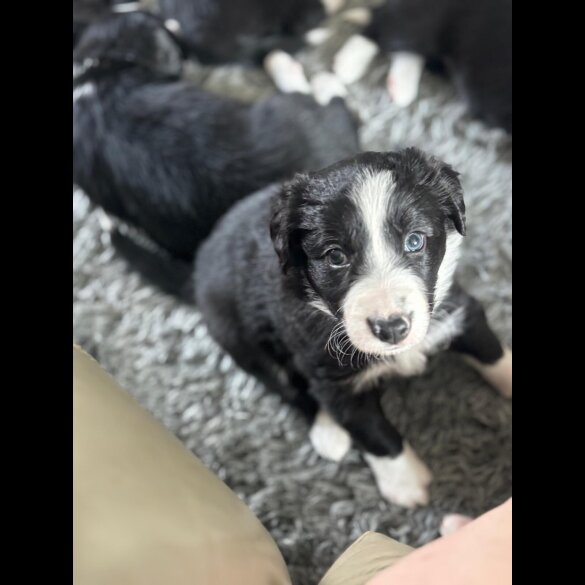 Border Collie - Both