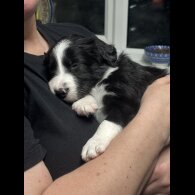 Border Collie - Both