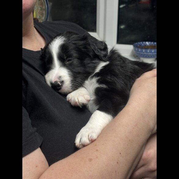 Border Collie - Both
