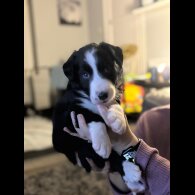 Border Collie - Both