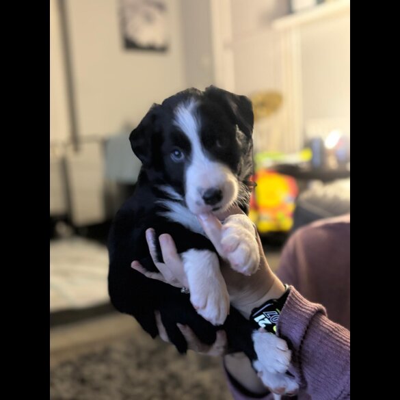 Border Collie - Both