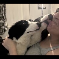 Border Collie - Both