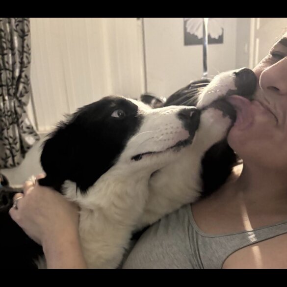 Border Collie - Both