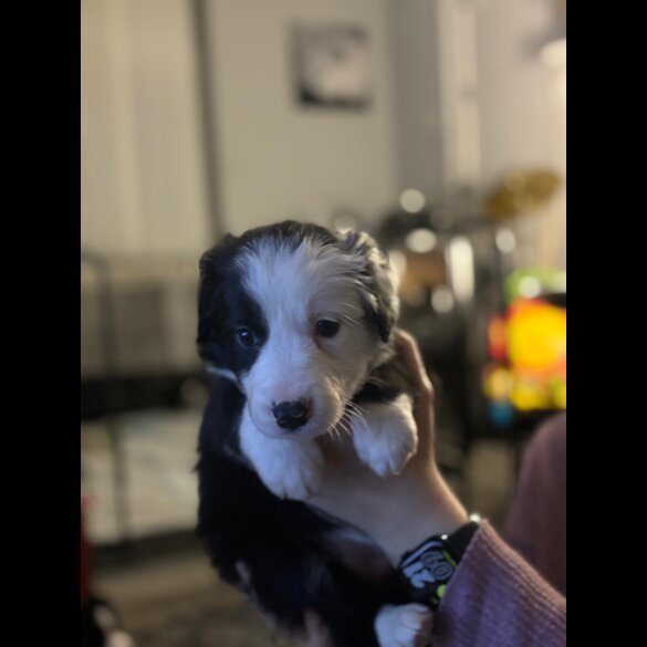Border Collie - Both