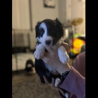 Border Collie - Both