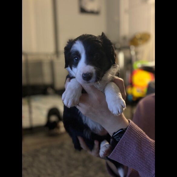 Border Collie - Both