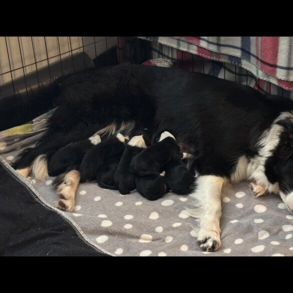 Border Collie - Both