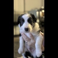 Border Collie - Both