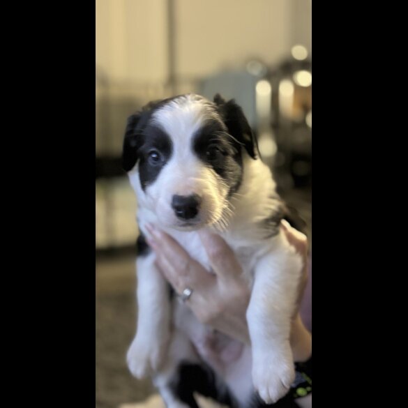 Border Collie - Both