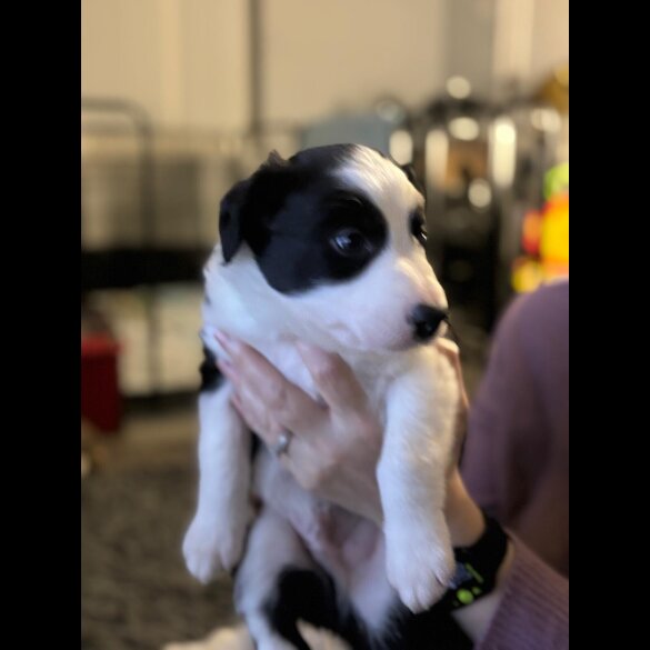 Border Collie - Both