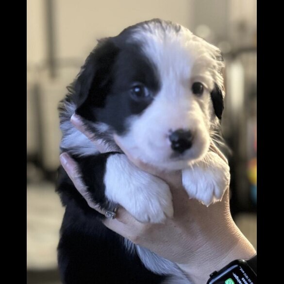 Border Collie - Both