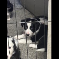 Border Collie - Both