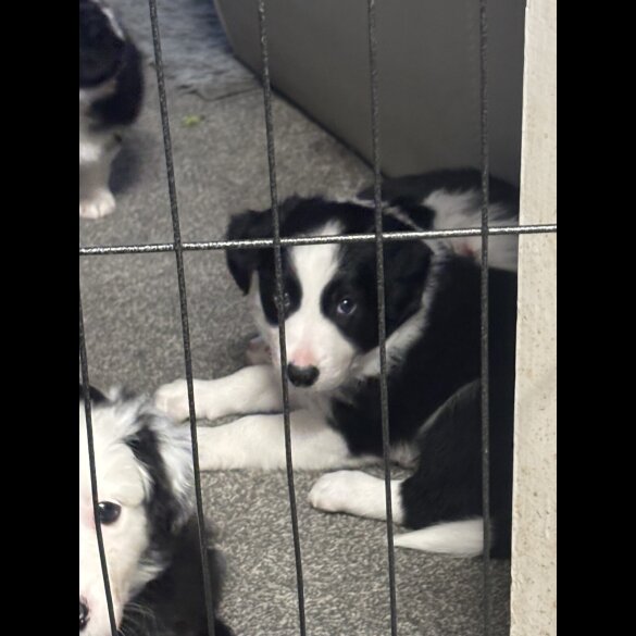 Border Collie - Both