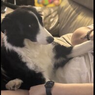 Border Collie - Both