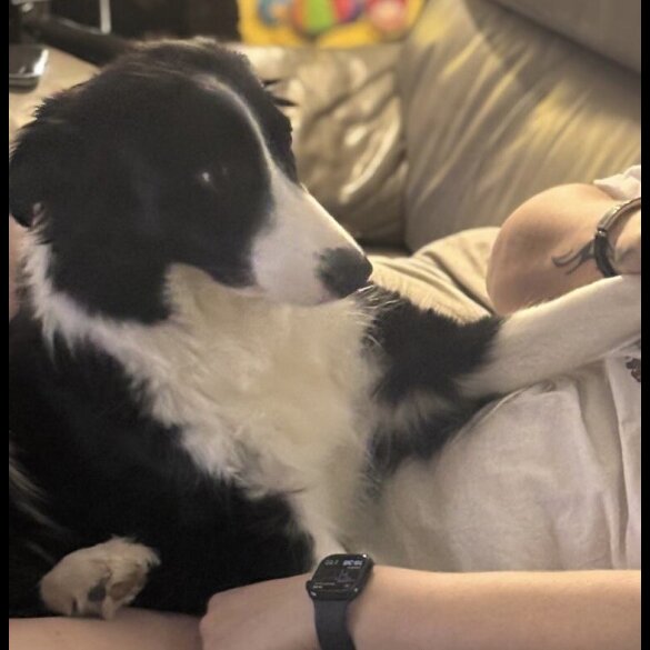 Border Collie - Both