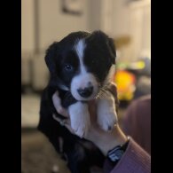 Border Collie - Both