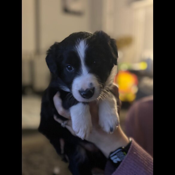 Border Collie - Both