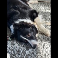 Border Collie - Both