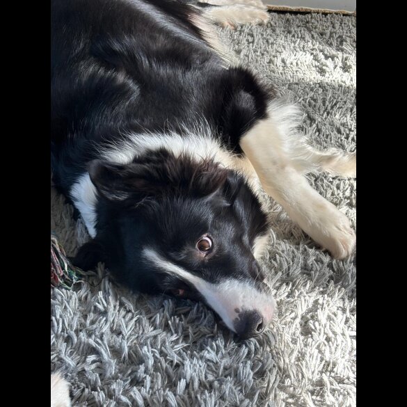 Border Collie - Both