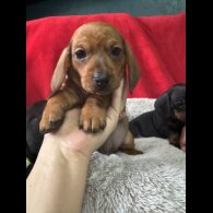 Dachshund (Standard &amp; Miniature) - Both