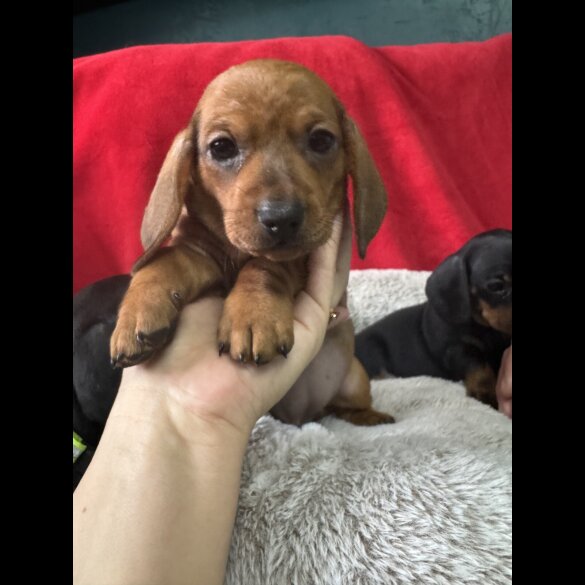 Dachshund (Standard &amp; Miniature) - Both