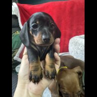 Dachshund (Standard &amp; Miniature) - Both