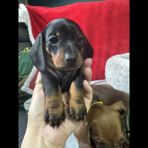 Dachshund (Standard &amp; Miniature) - Both