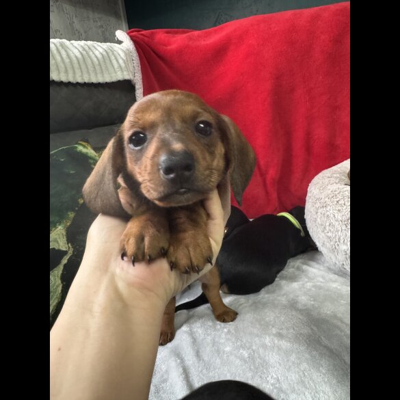 Dachshund (Standard &amp; Miniature) - Both