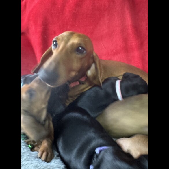Dachshund (Standard &amp; Miniature) - Both
