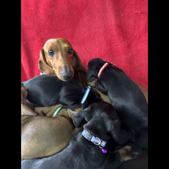 Dachshund (Standard &amp; Miniature) - Both