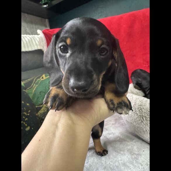 Dachshund (Standard &amp; Miniature) - Both