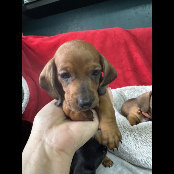 Dachshund (Standard &amp; Miniature) - Both