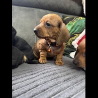 Dachshund (Standard &amp; Miniature) - Both