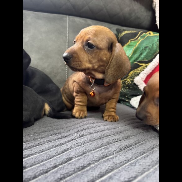 Dachshund (Standard &amp; Miniature) - Both
