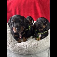 Dachshund (Standard &amp; Miniature) - Both