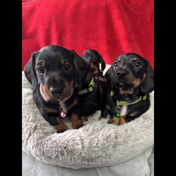 Dachshund (Standard &amp; Miniature) - Both