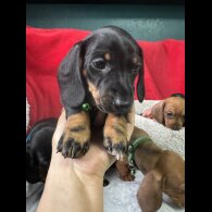 Dachshund (Standard &amp; Miniature) - Both