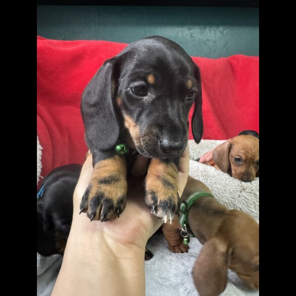 Dachshund (Standard &amp; Miniature) - Both