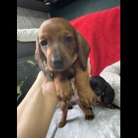 Dachshund (Standard &amp; Miniature) - Both