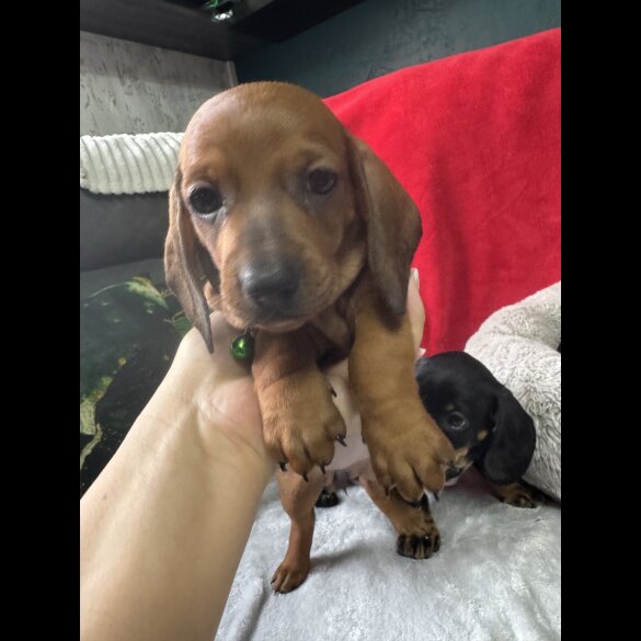 Dachshund (Standard &amp; Miniature) - Both