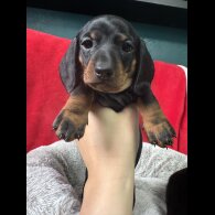Dachshund (Standard &amp; Miniature) - Both